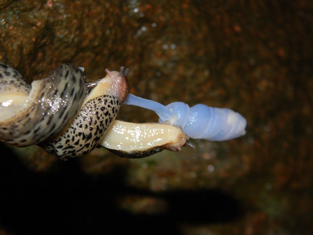 Accoppiamento Limax maximus da Guntschna (BZ) - per Cmb